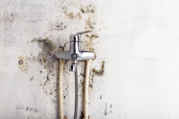 Best Mold Remediation  in Erath, LA