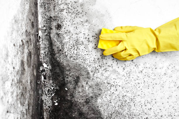 Best Black Mold Removal  in Erath, LA