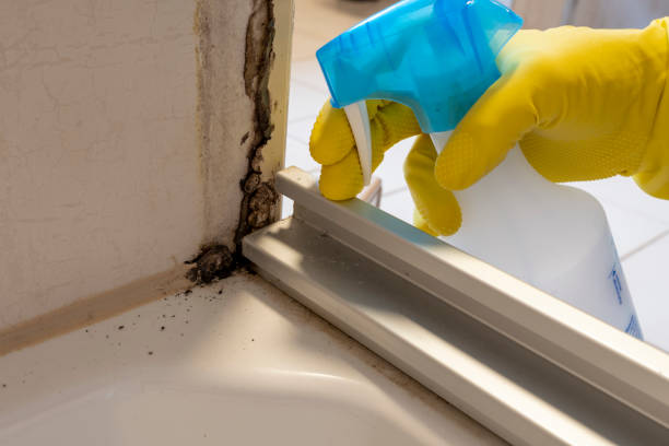 Best Black Mold Removal  in Erath, LA