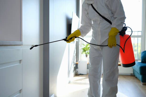 Best Attic Mold Removal  in Erath, LA
