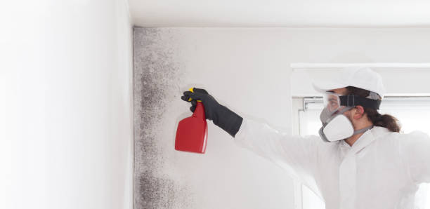 Best Certified Mold Removal  in Erath, LA