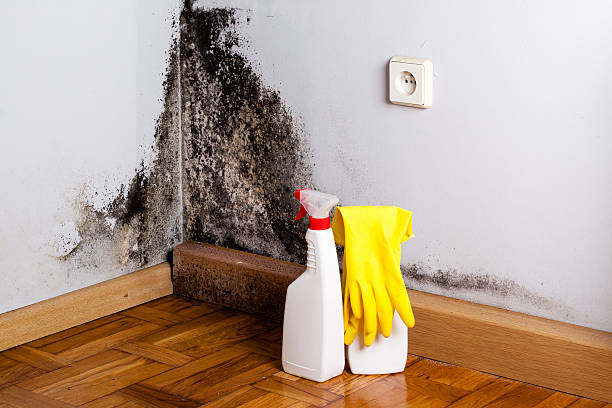 Best Residential Mold Removal  in Erath, LA