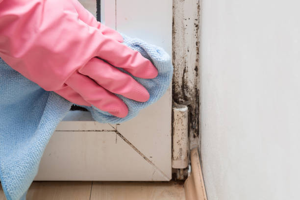 Best Certified Mold Removal  in Erath, LA
