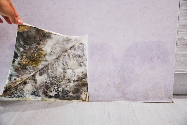 Best Crawl Space Mold Removal  in Erath, LA